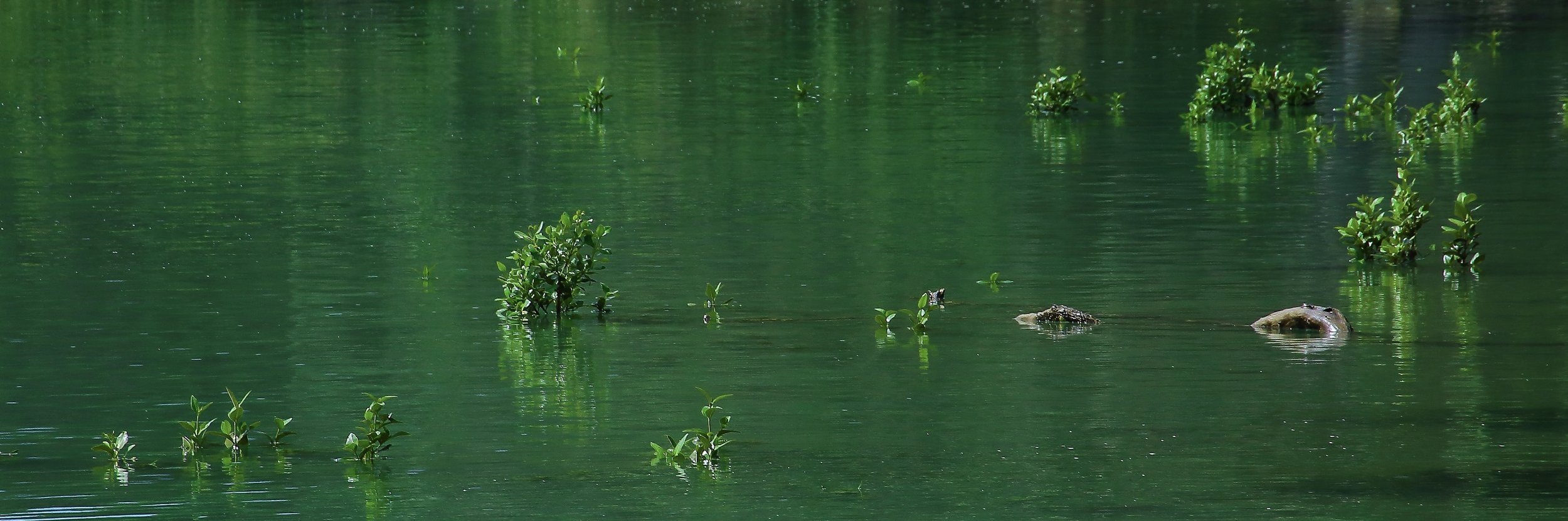 Mangrovesl,Wenderholm,277,-.JPG