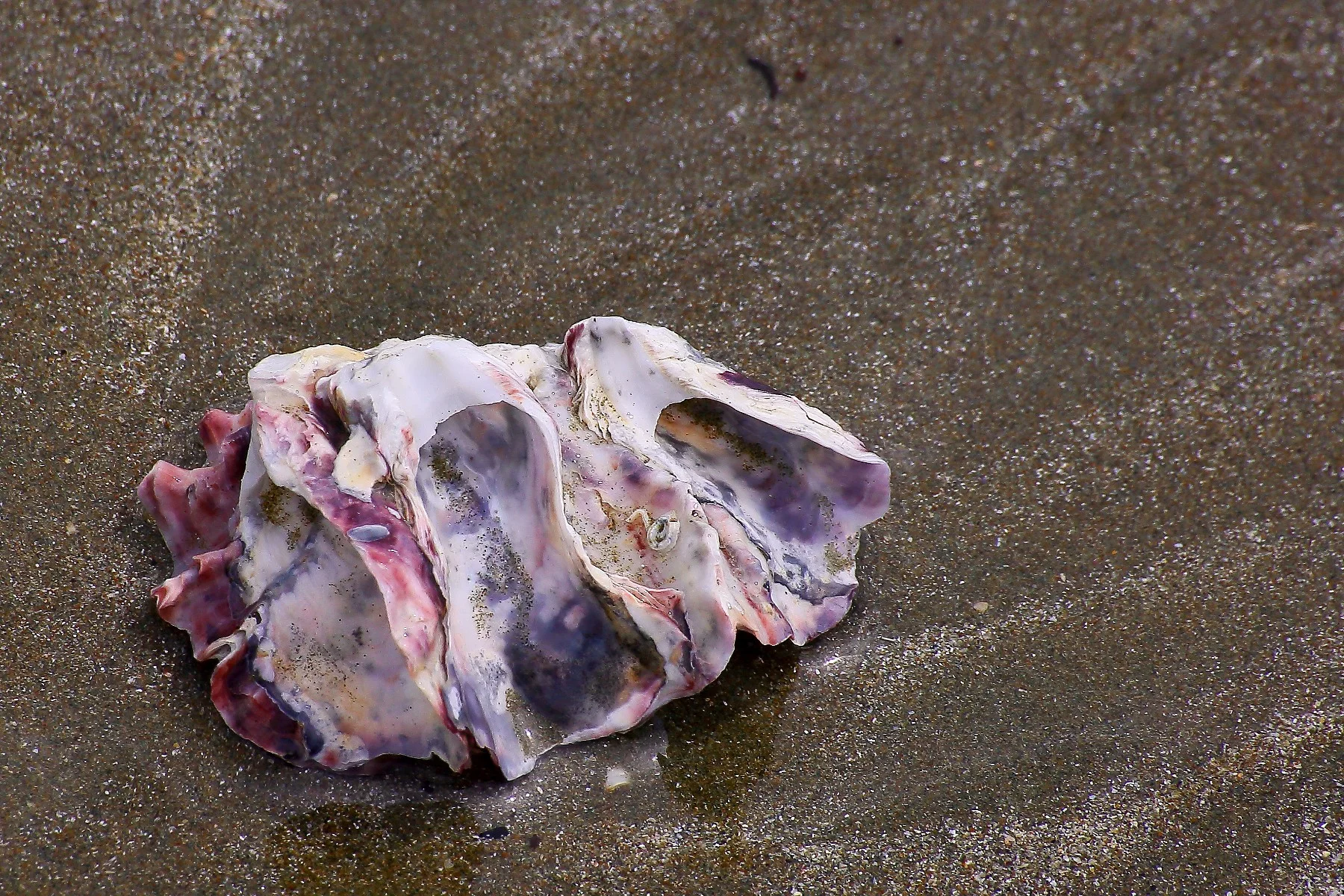 Oyster Shell,-400.JPG