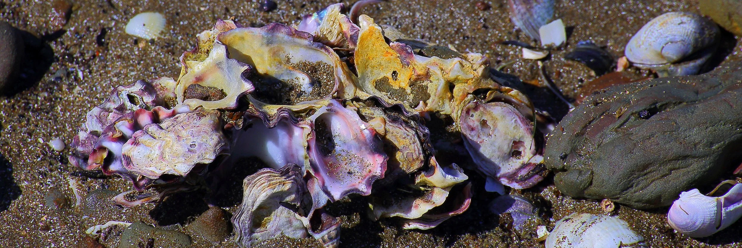 Oysters,Okoromai,440,-.JPG