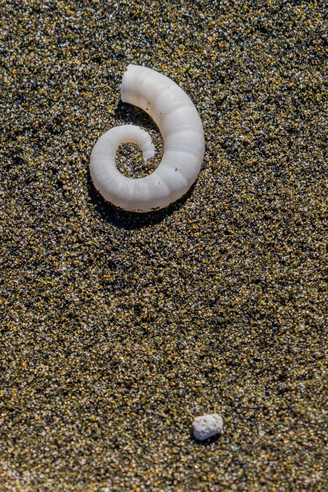 Rams Horn Shell,Piha,-276.JPG