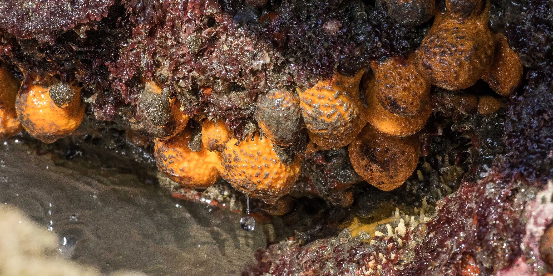 Rock Pool Life,Kakamatua,-157.JPG