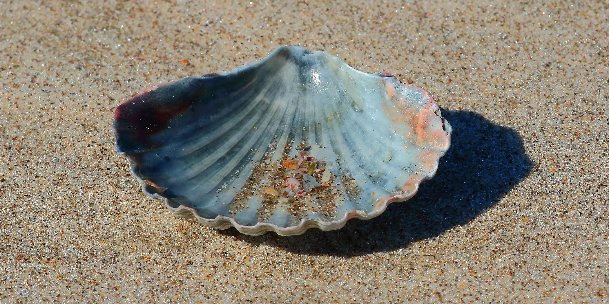 Scallop Shell,276,-.JPG