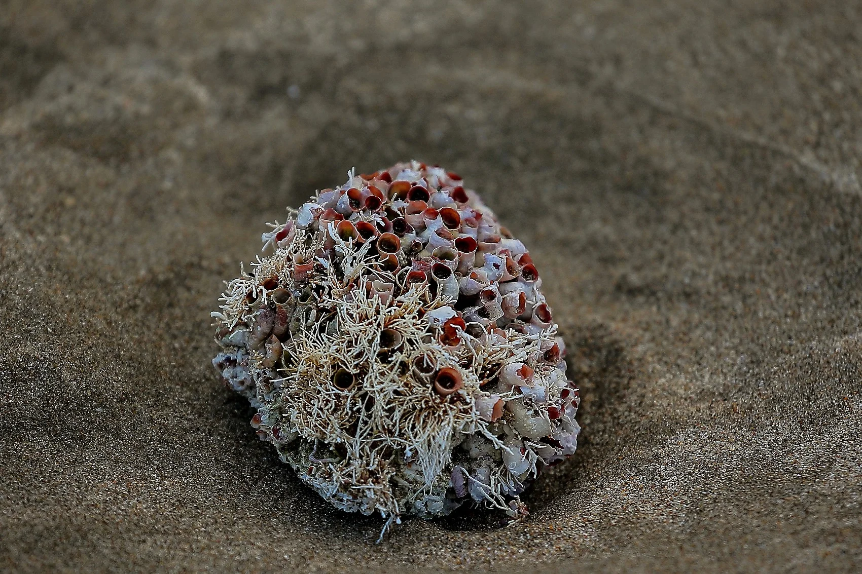 Sea Worms,-1092.JPG