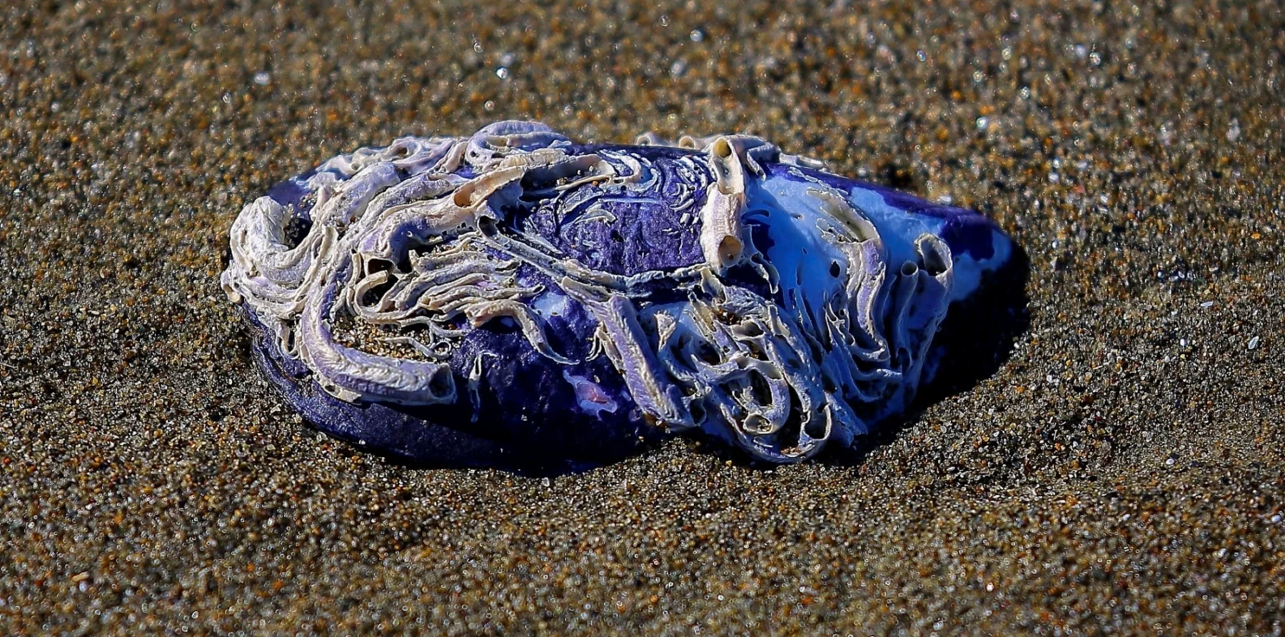Shell, worm encrusted,342,-.JPG