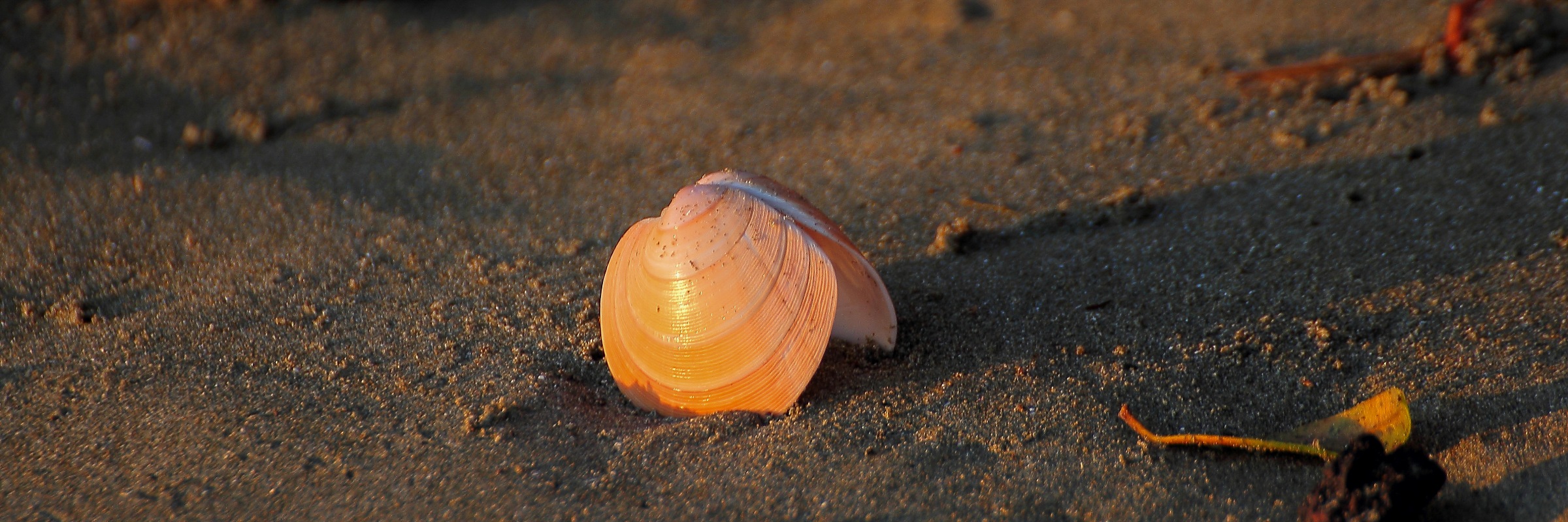 Shell,001,-3.JPG