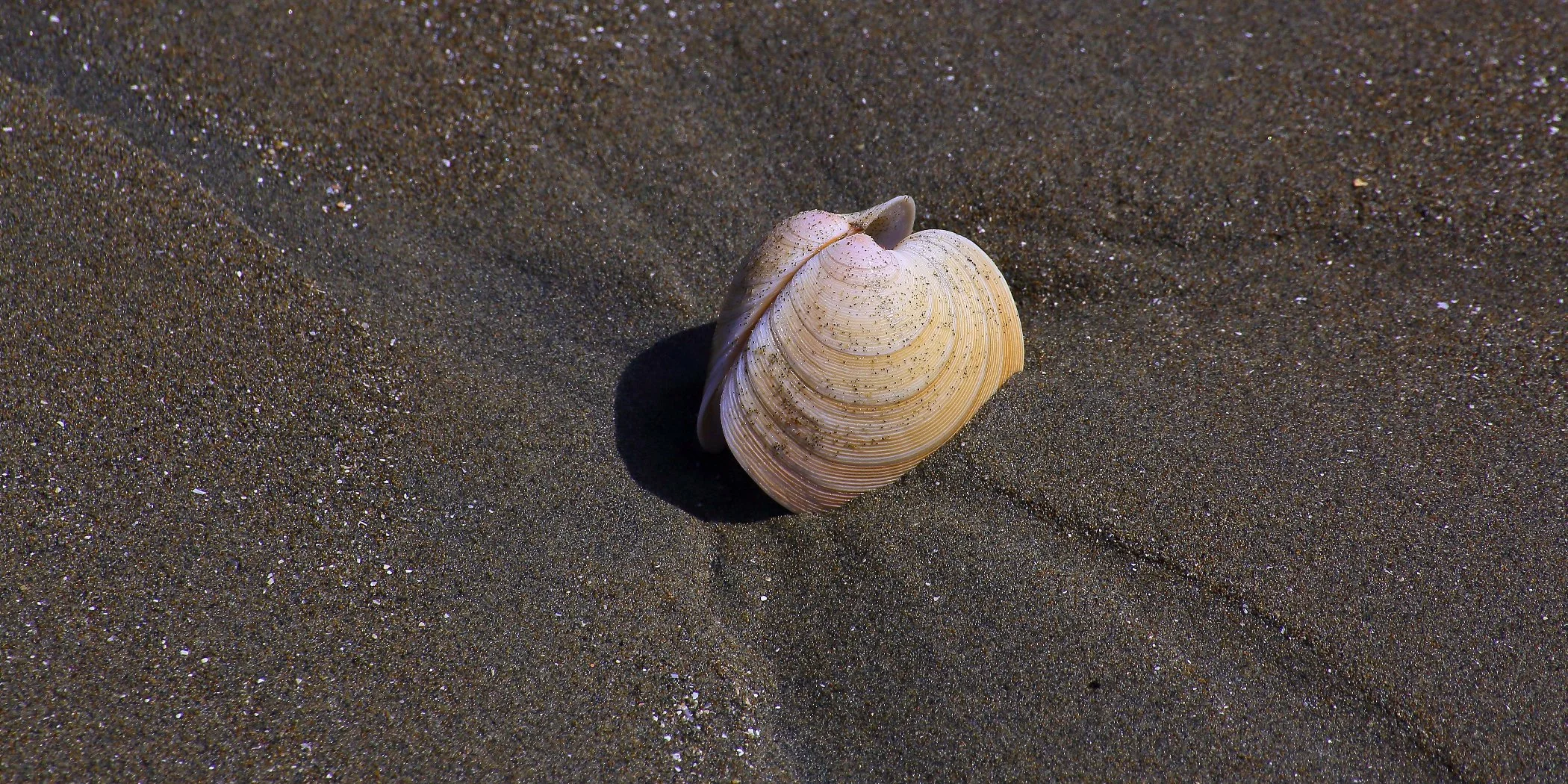 Shell,Wenderholm,113,-.JPG