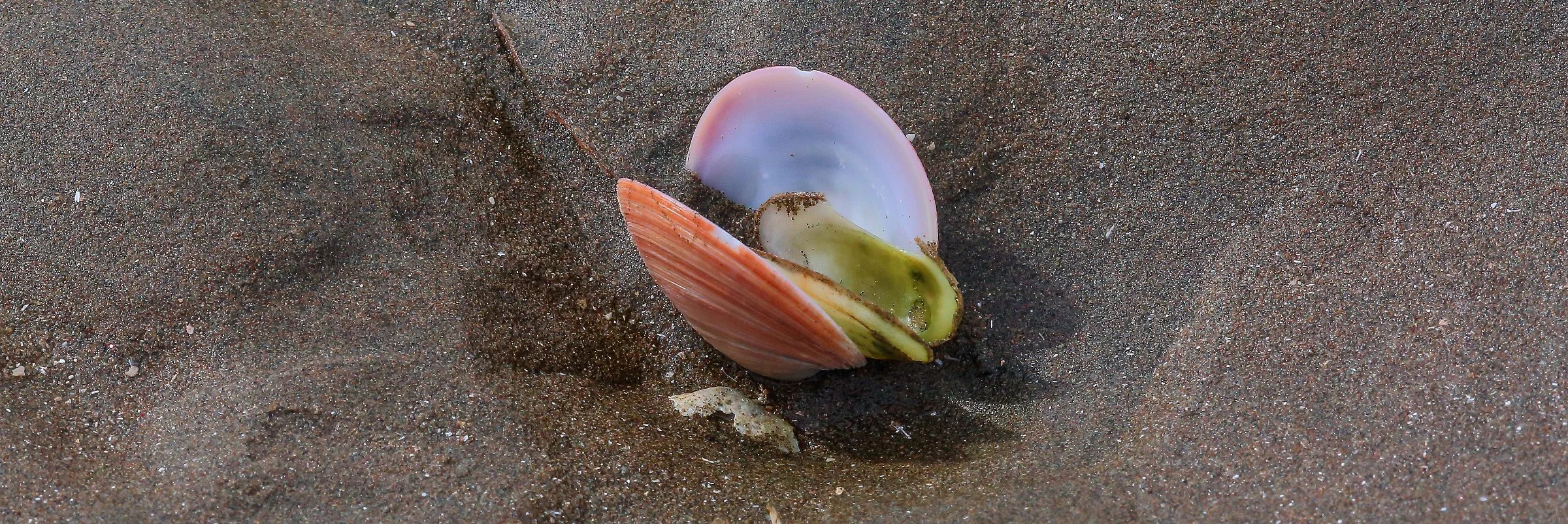 Shells,073,-.JPG
