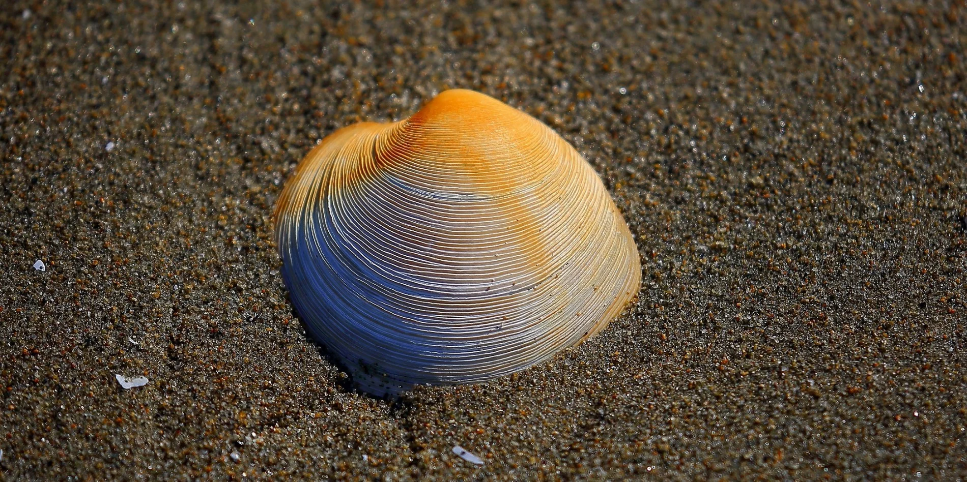 Shells,336,-.JPG