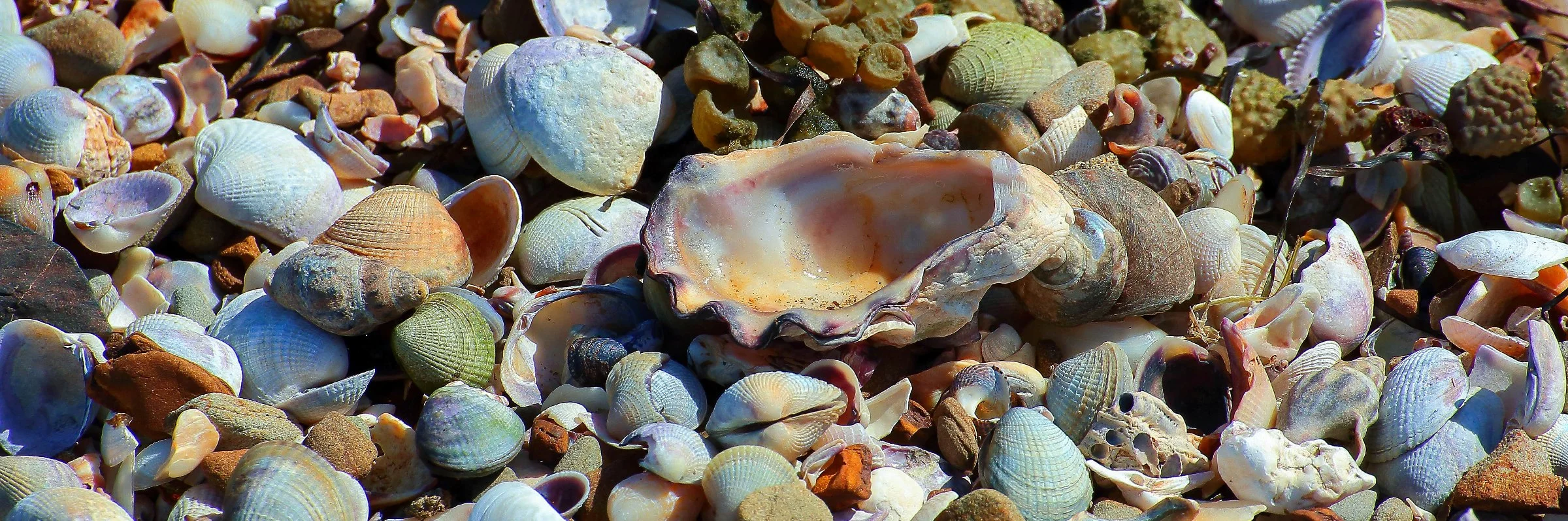 Shells,480,-.JPG
