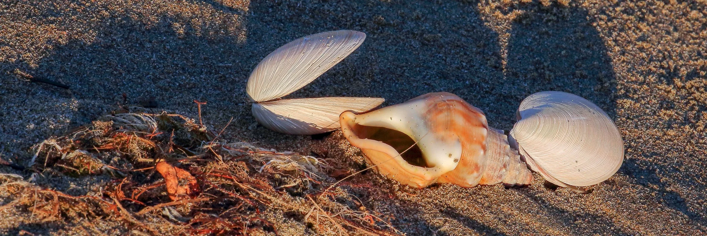 Shells,1107,-.JPG