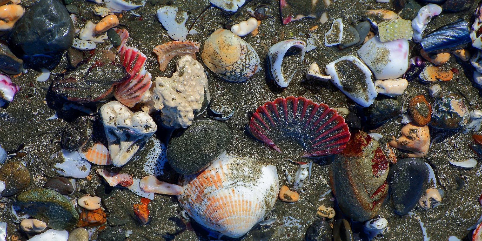 Shells,Army Bay,310,-.JPG
