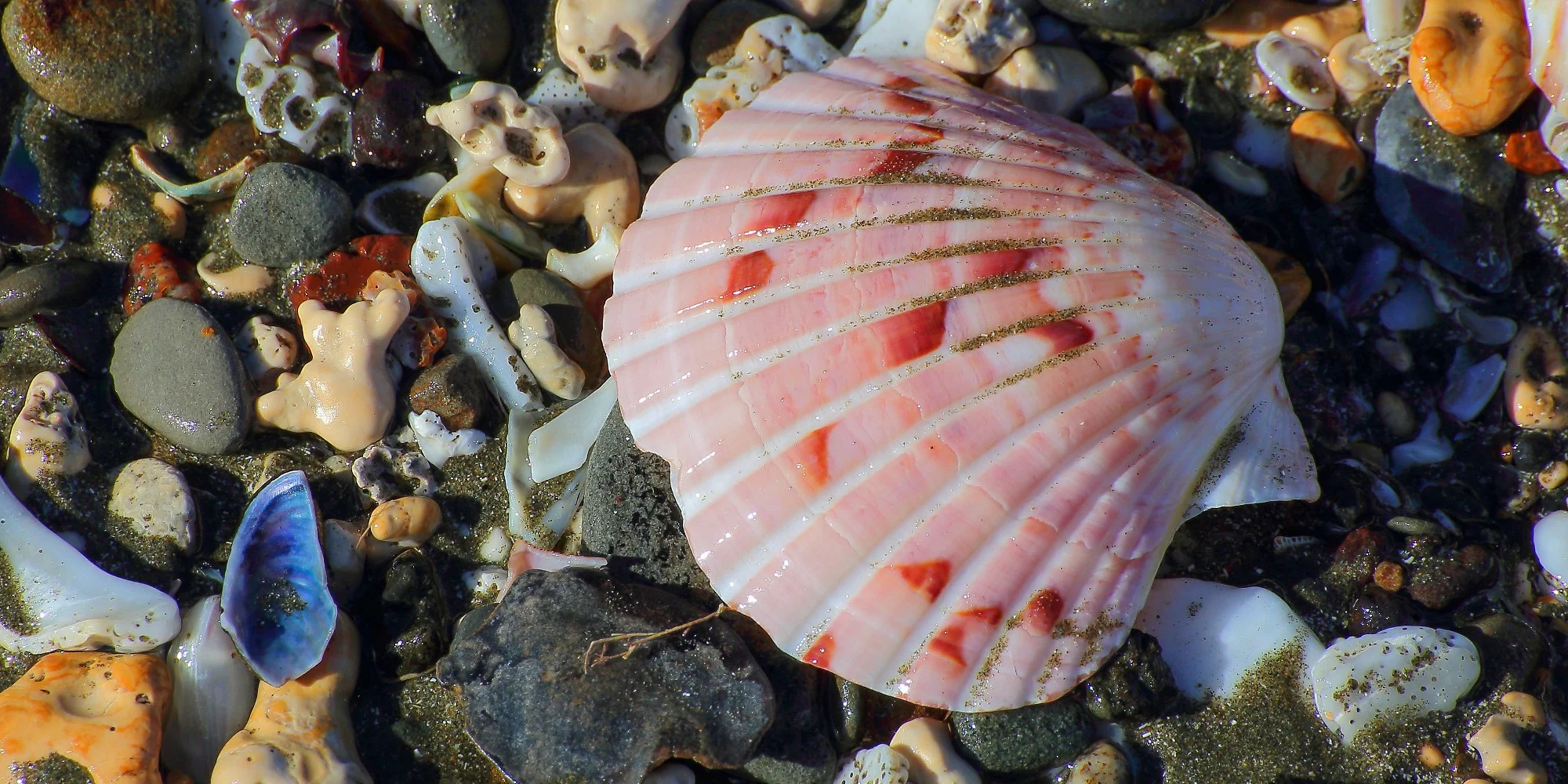 Shells,Army Bay,311,-.JPG