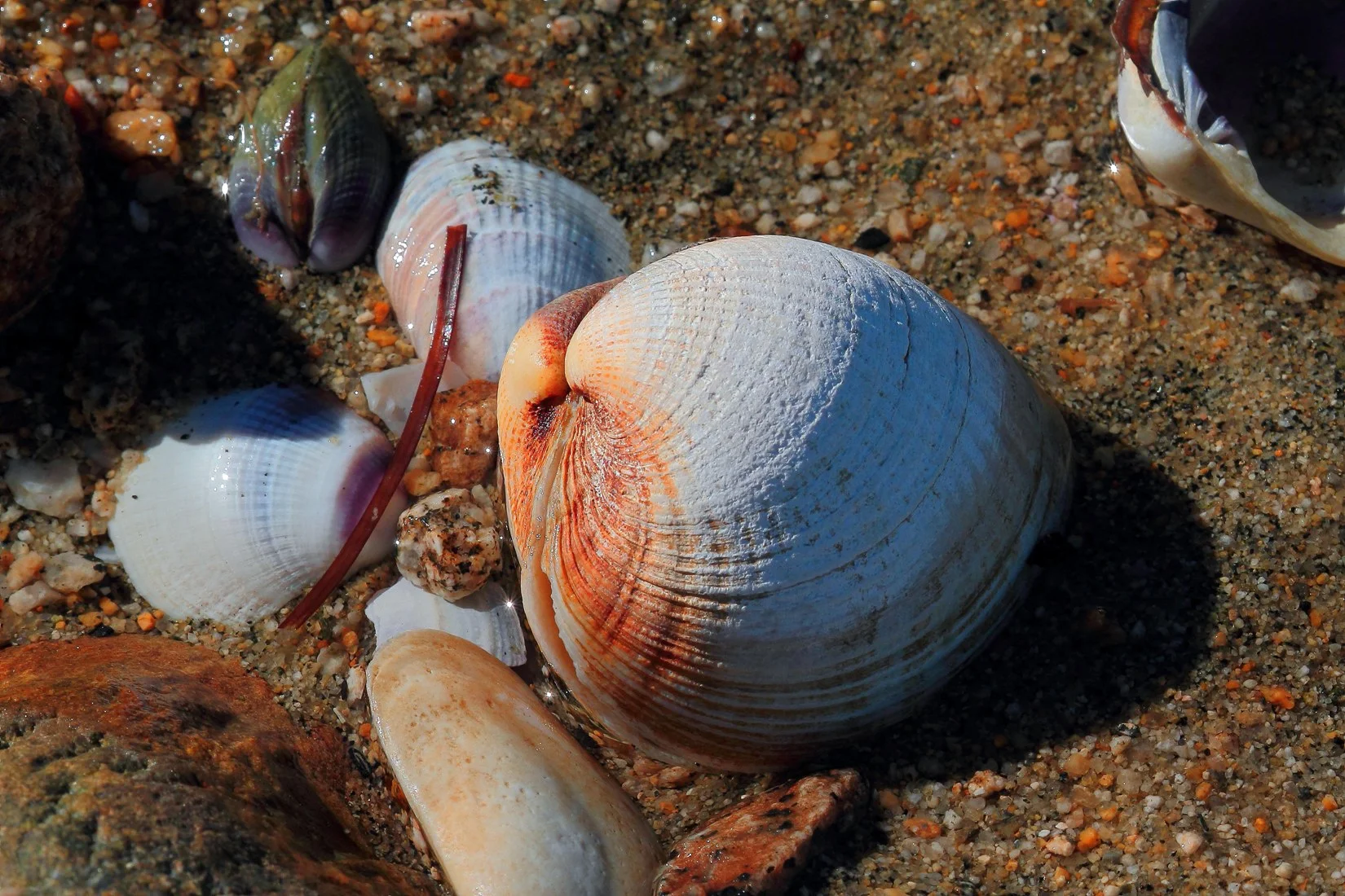 Shells,Cockles,182,-.JPG
