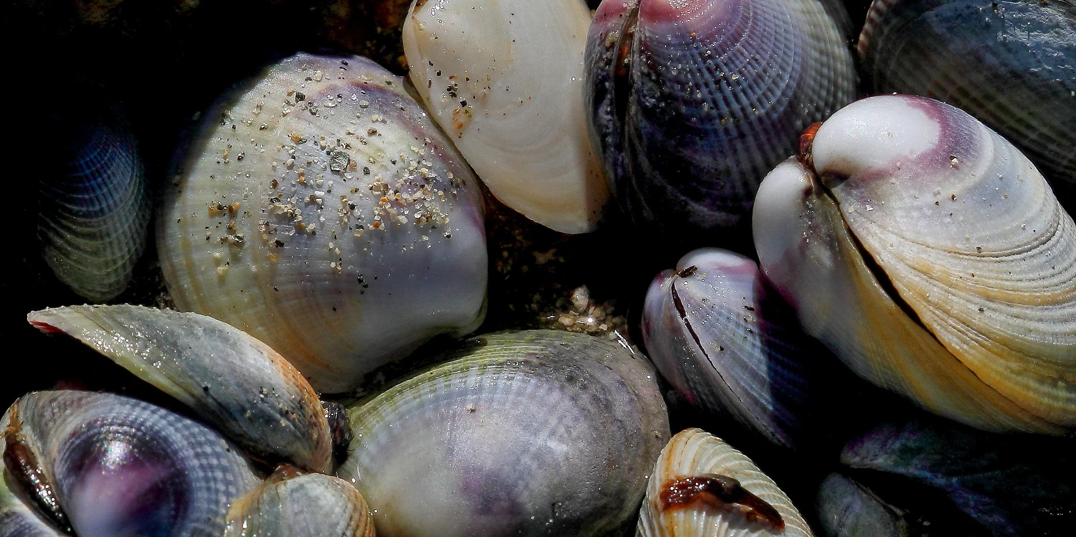 Shells,Cockles,183,-.JPG