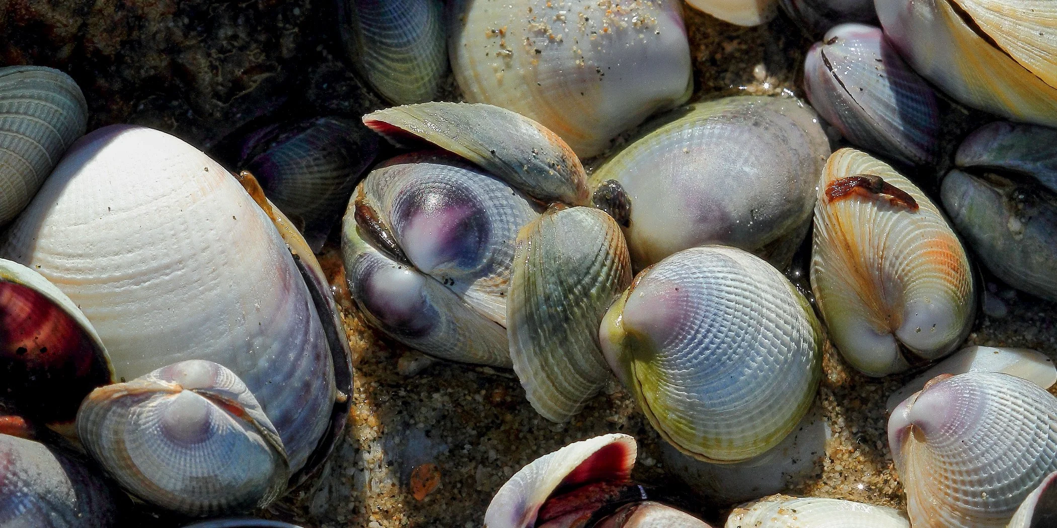 Shells,Cockles,184,-.JPG