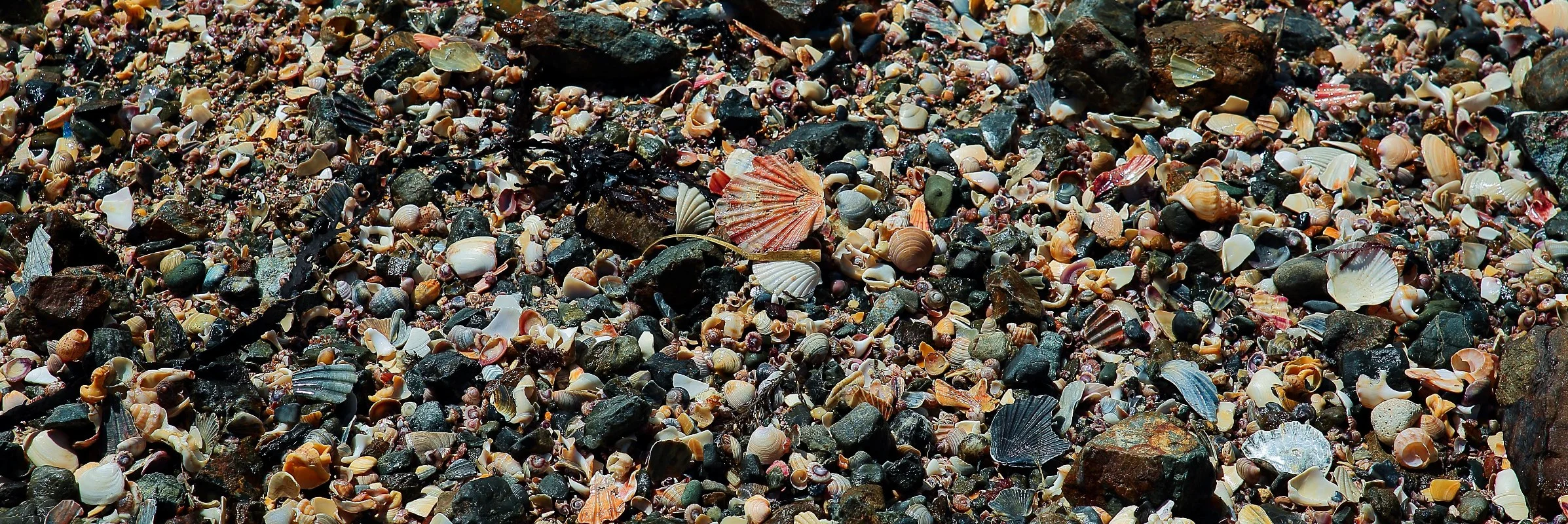 Shells,Te Arai,298,-.JPG