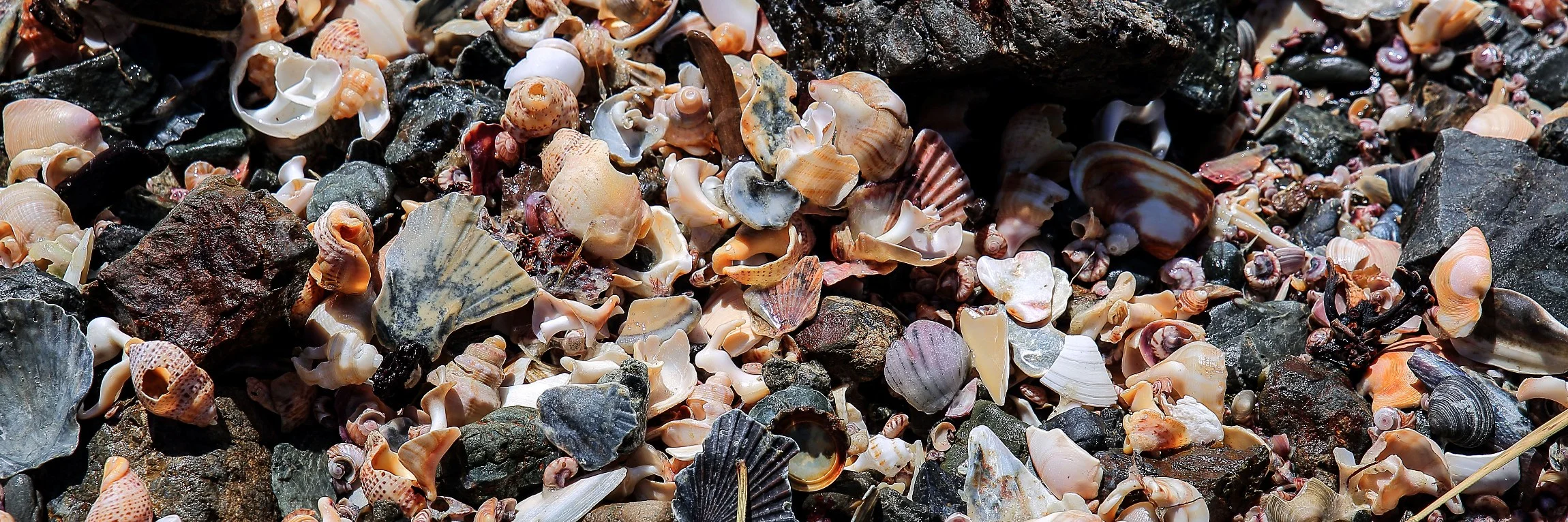 Shells,Te Arai,302,-.JPG