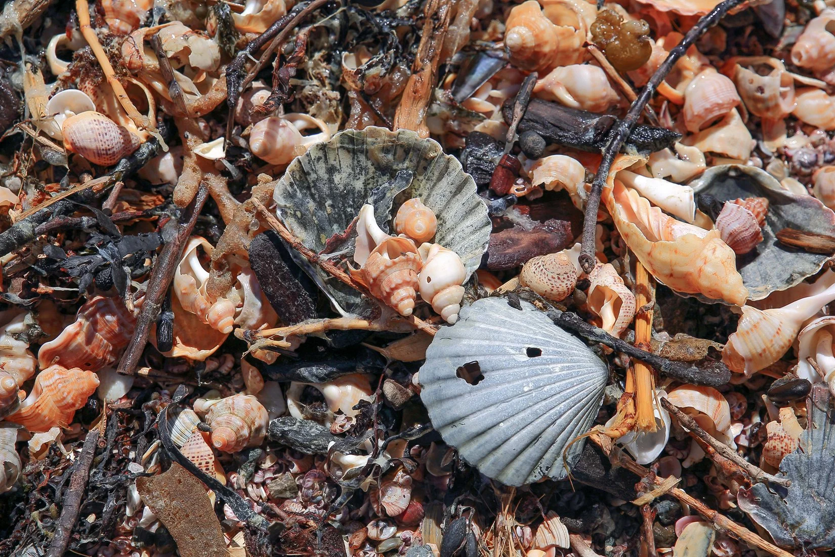 Shells,Te Arai,-304.JPG