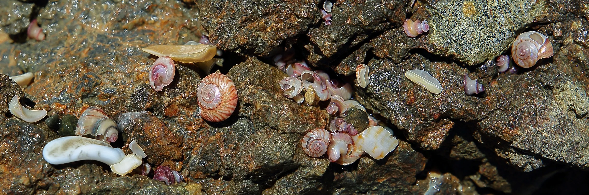 Shells,Te Arai,311,-.JPG
