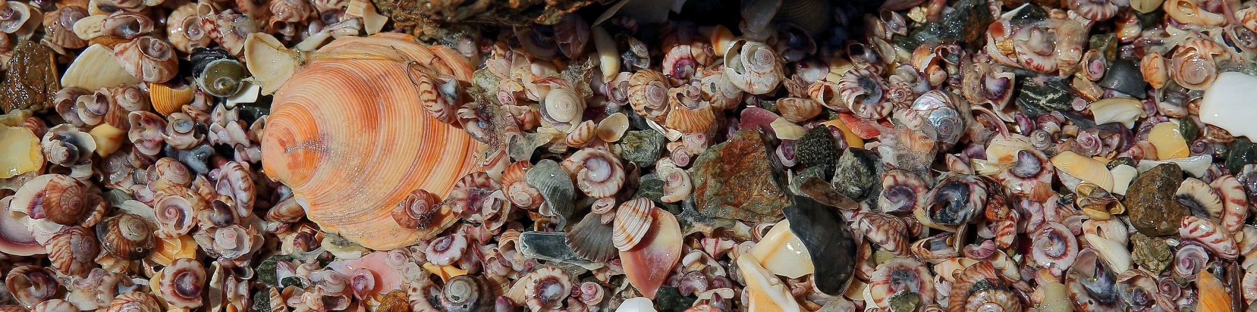 Shells,Te Arai,312,-.JPG