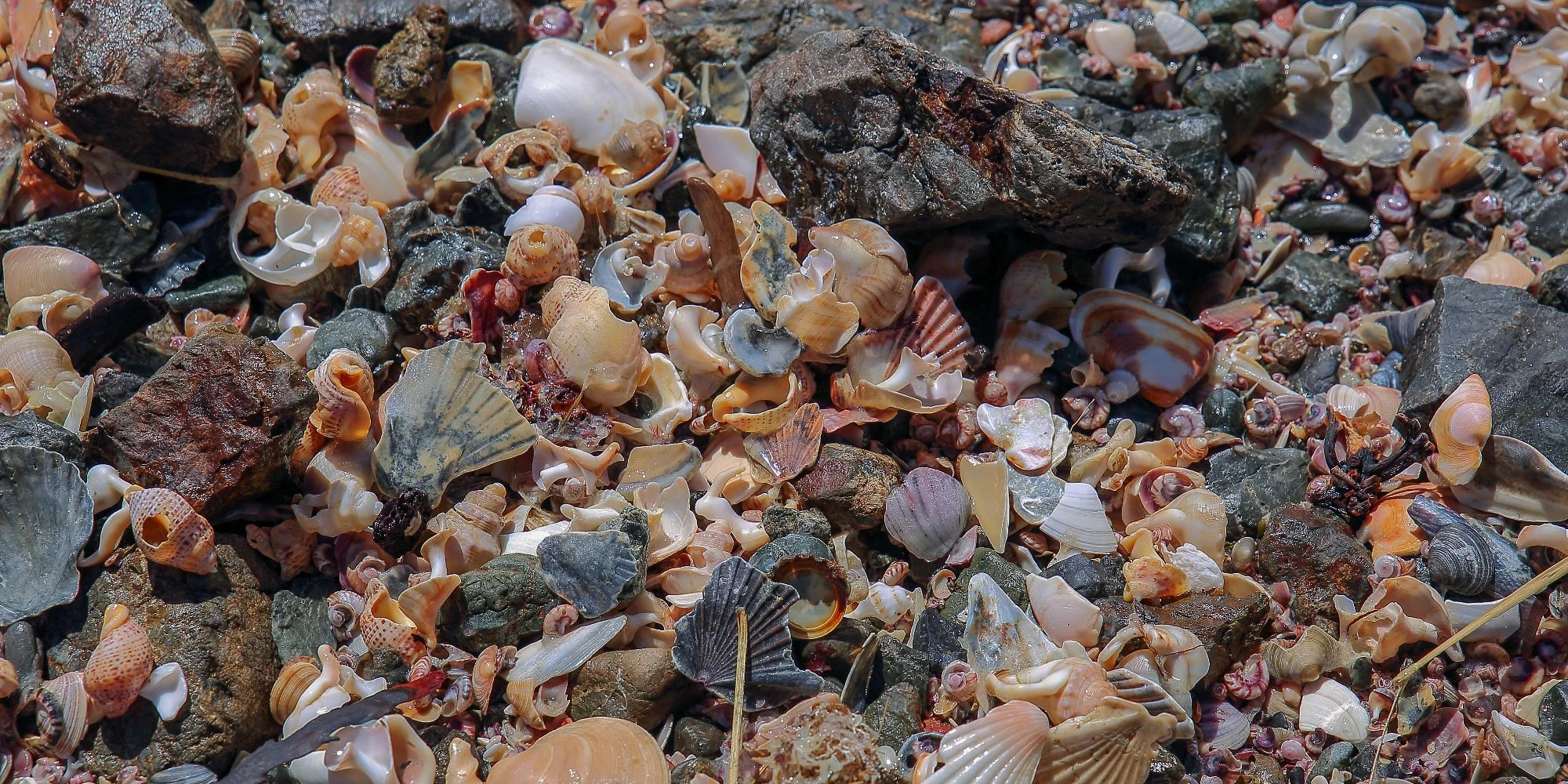 Shells,Te Arai,30221,-.JPG