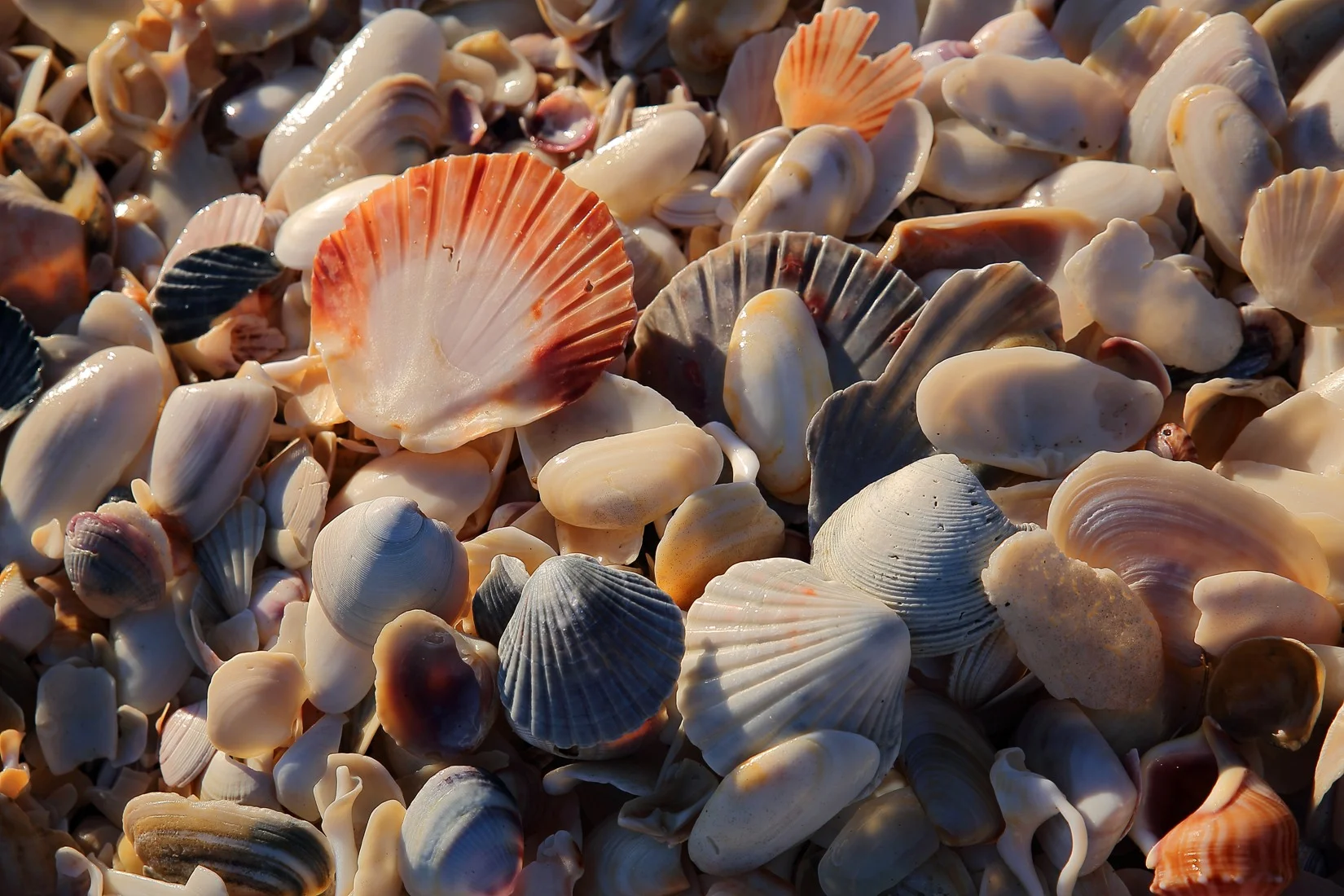 Shells,The Mount,32,-247.JPG