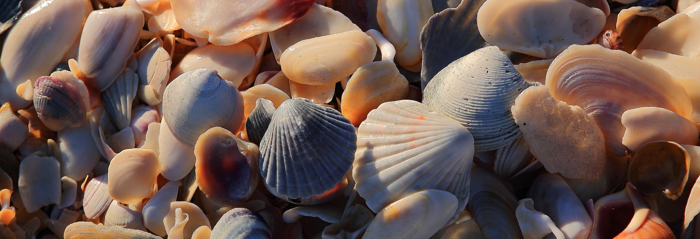 Shells,The Mount,247,-2.JPG