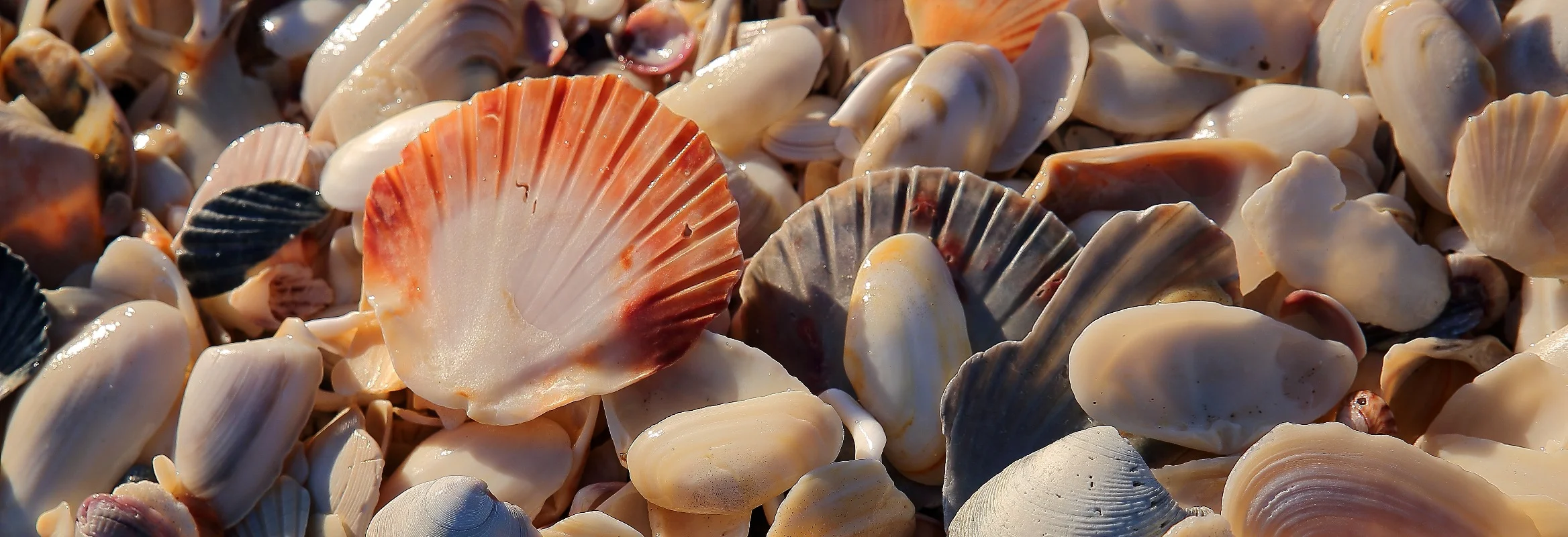 Shells,The Mount,247b,-2.JPG