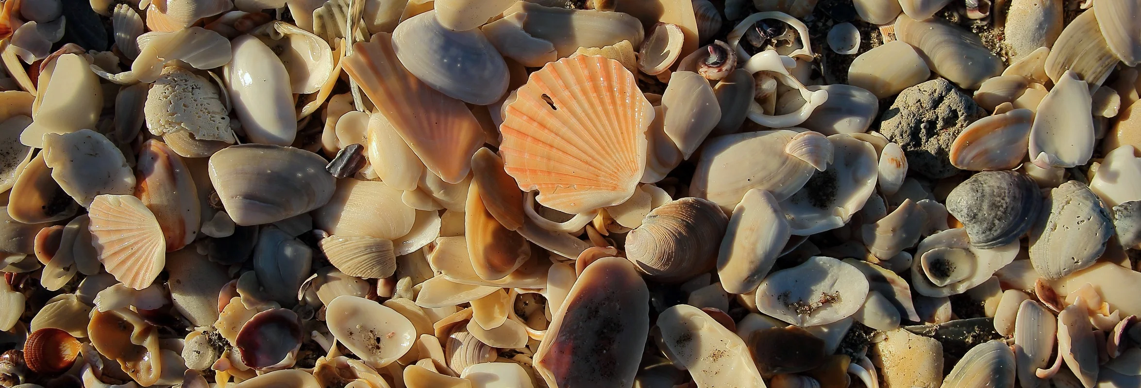 Shells,The Mount,269,-2.JPG