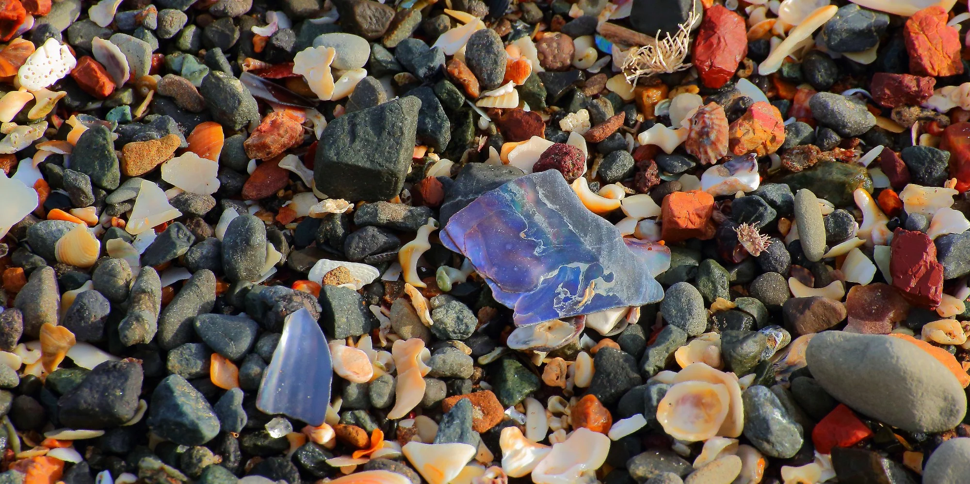 Shore,Te Arai,034,-.JPG