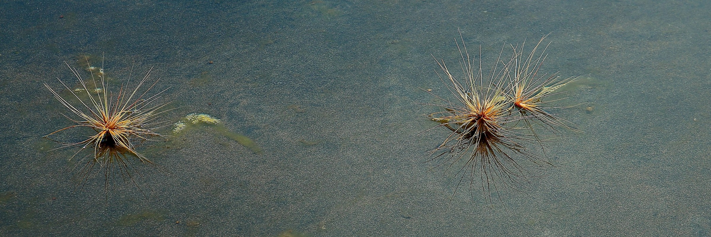 Spinifex,Whatipu,195,-.JPG