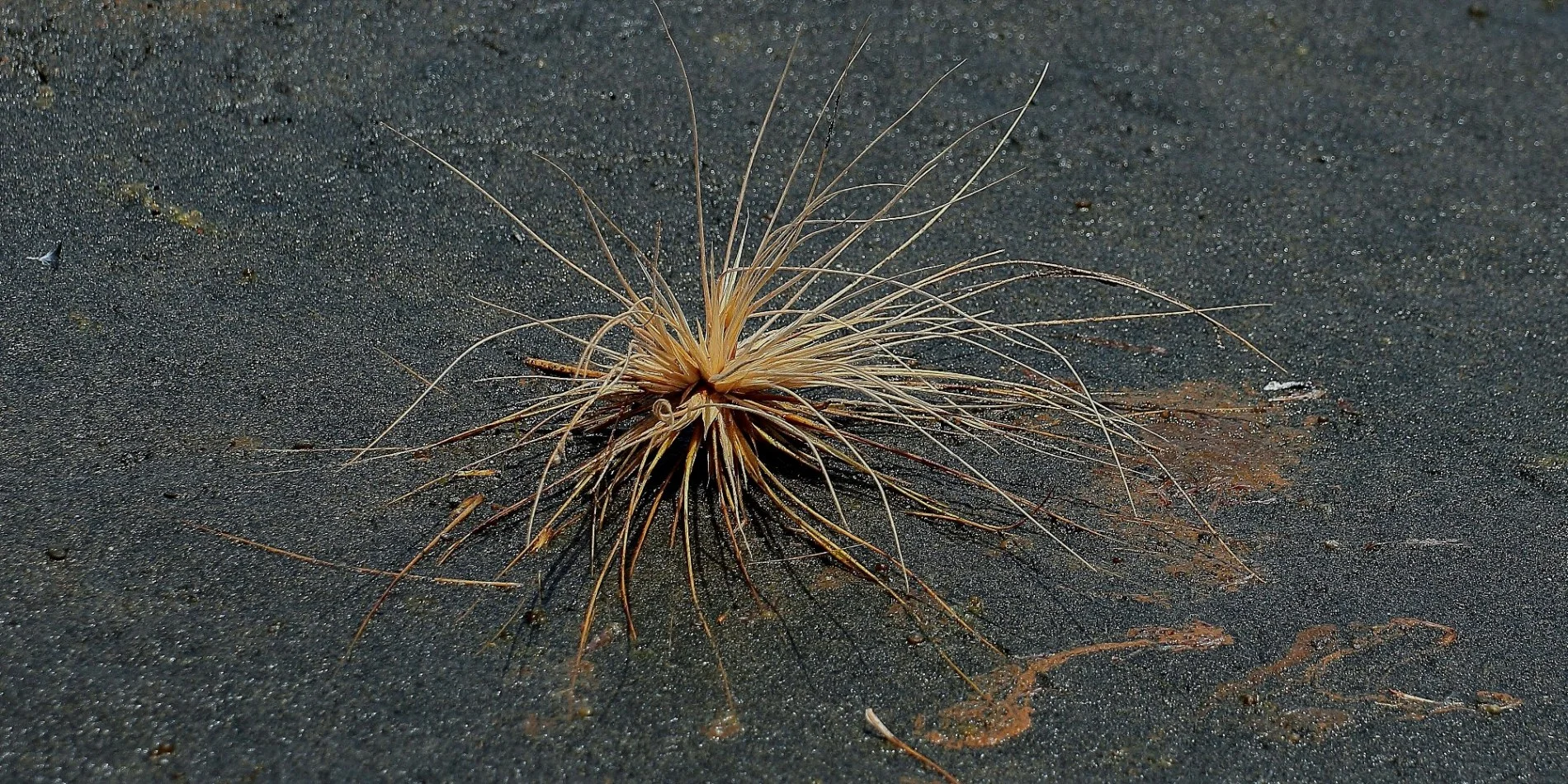 Spinifex,Whatipu,417,-.JPG