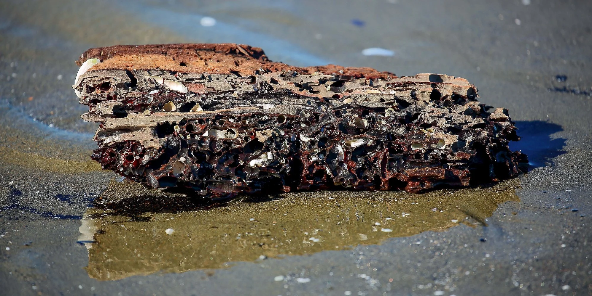 Wood,Takaka Coast,351,-.JPG