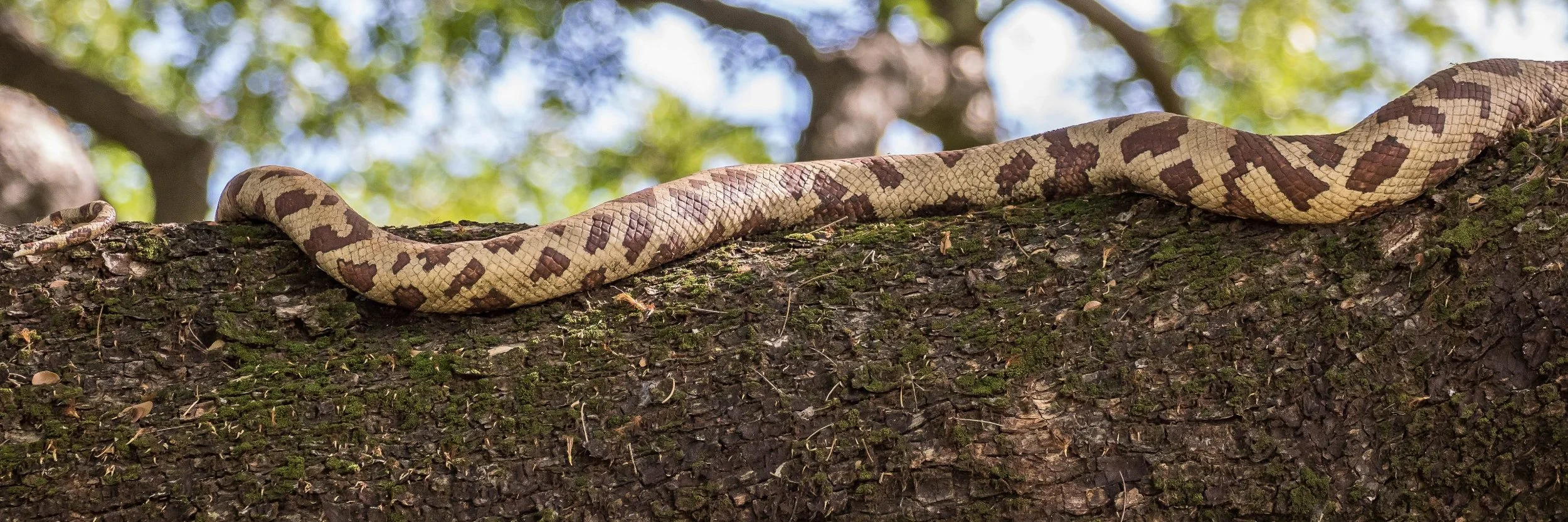 Darwin,Botanical Gardens,033,-.JPG