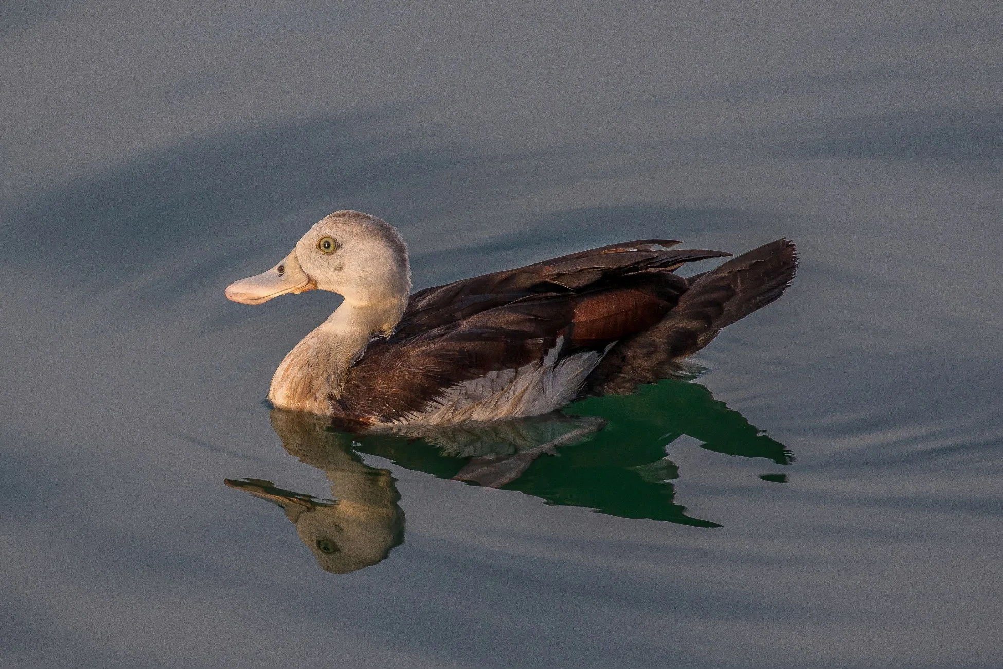 Darwin,Cullen Bay,061,-.JPG