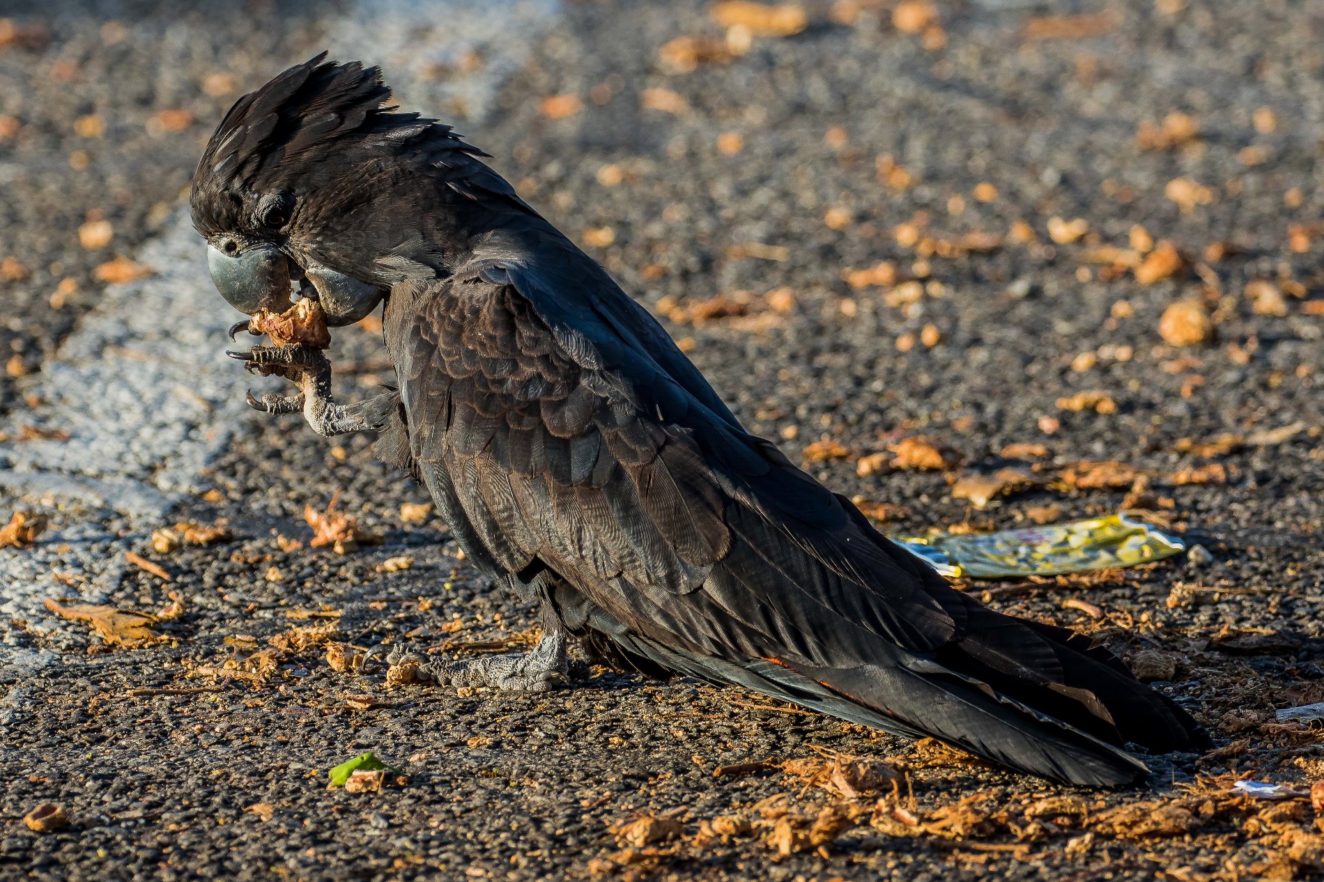 Darwin,Cullen Bay,063,-.JPG