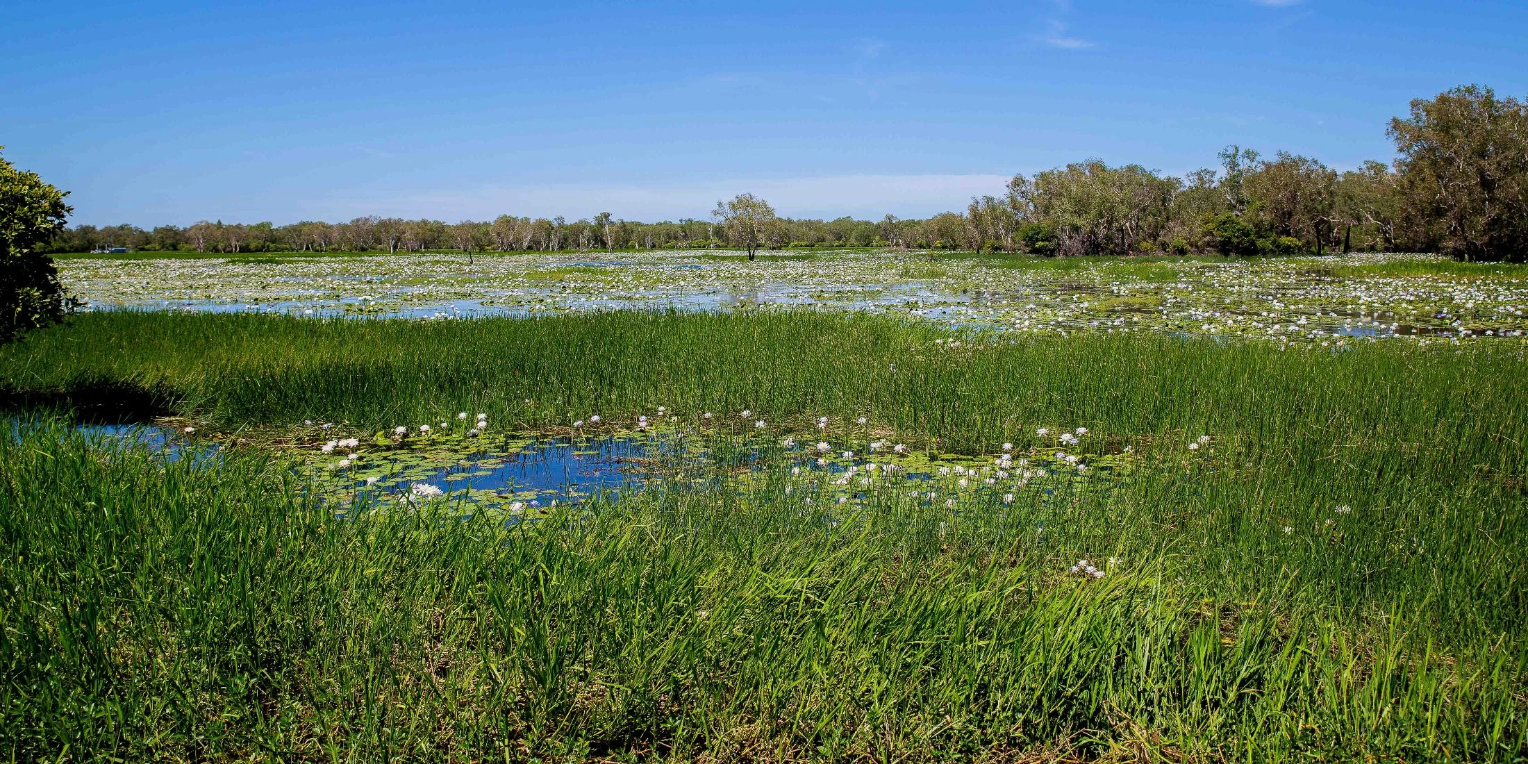 Kakadu,Yellowwater Billabong,207,-.JPG