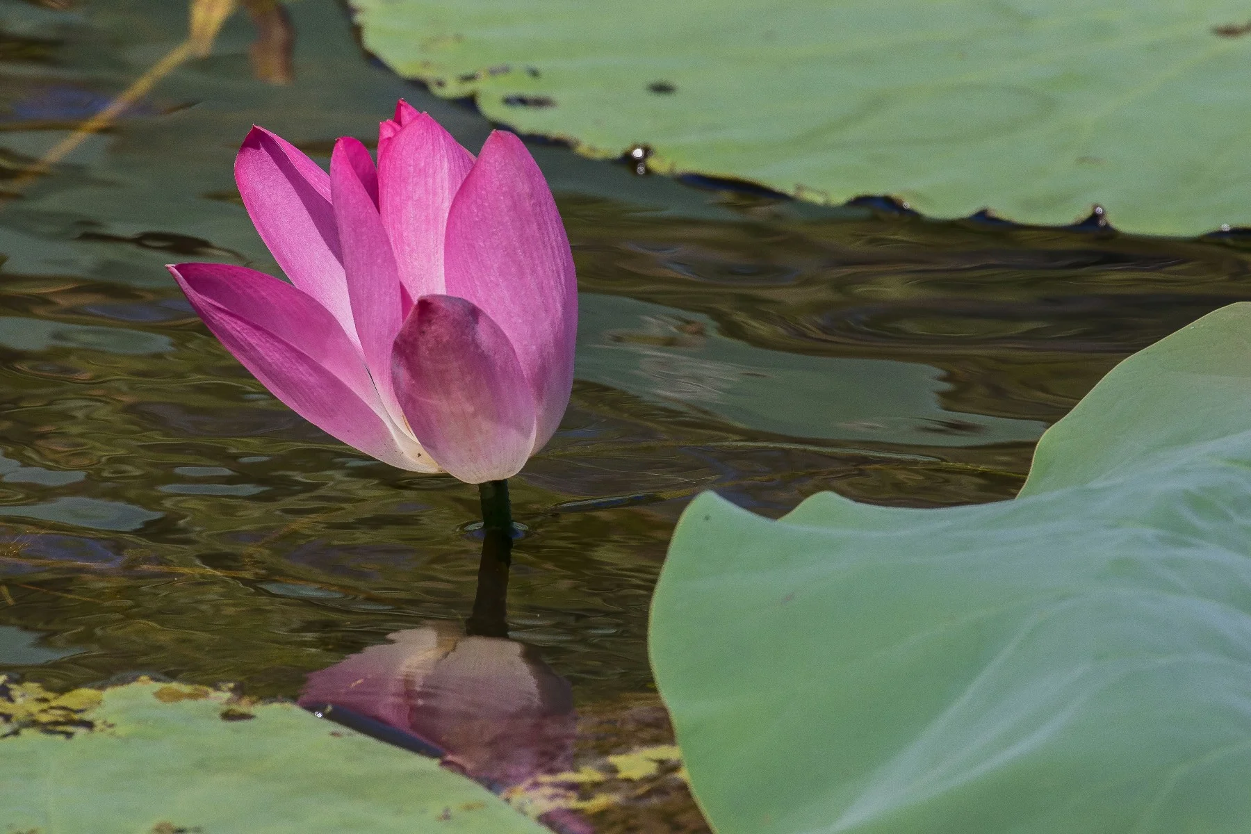 Kakadu,Yellowwater Billabong,321,-.JPG