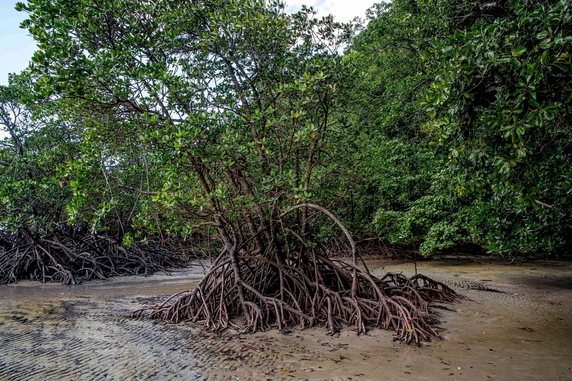 Cape Tribulation,528,-.JPG