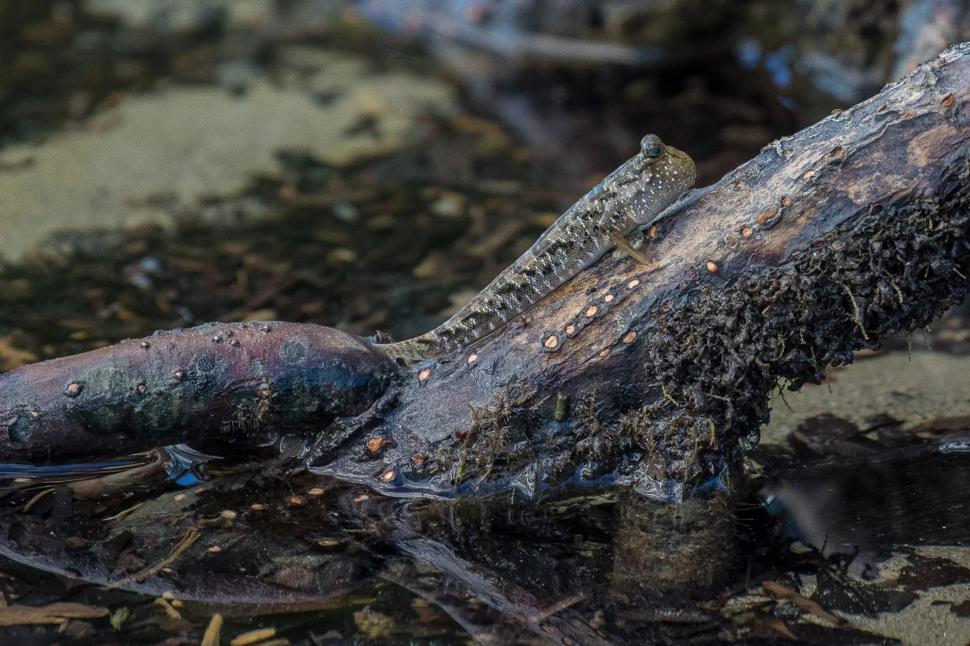 Cape Tribulation,2172,-.JPG