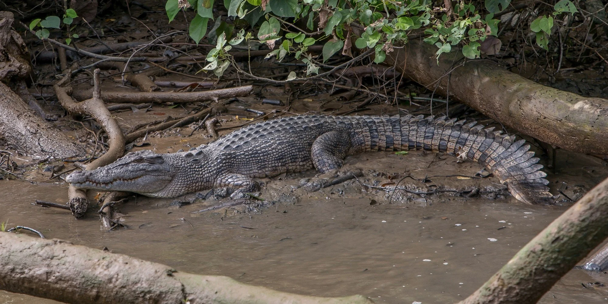 Daintree,309,-.JPG
