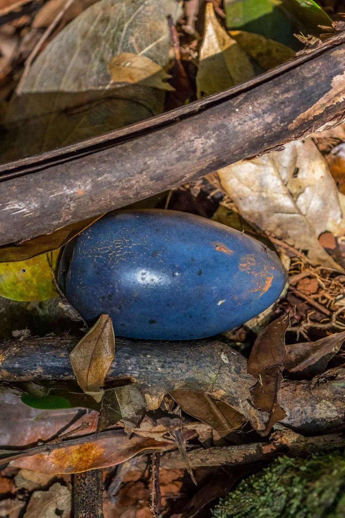 Daintree,2133,-.JPG