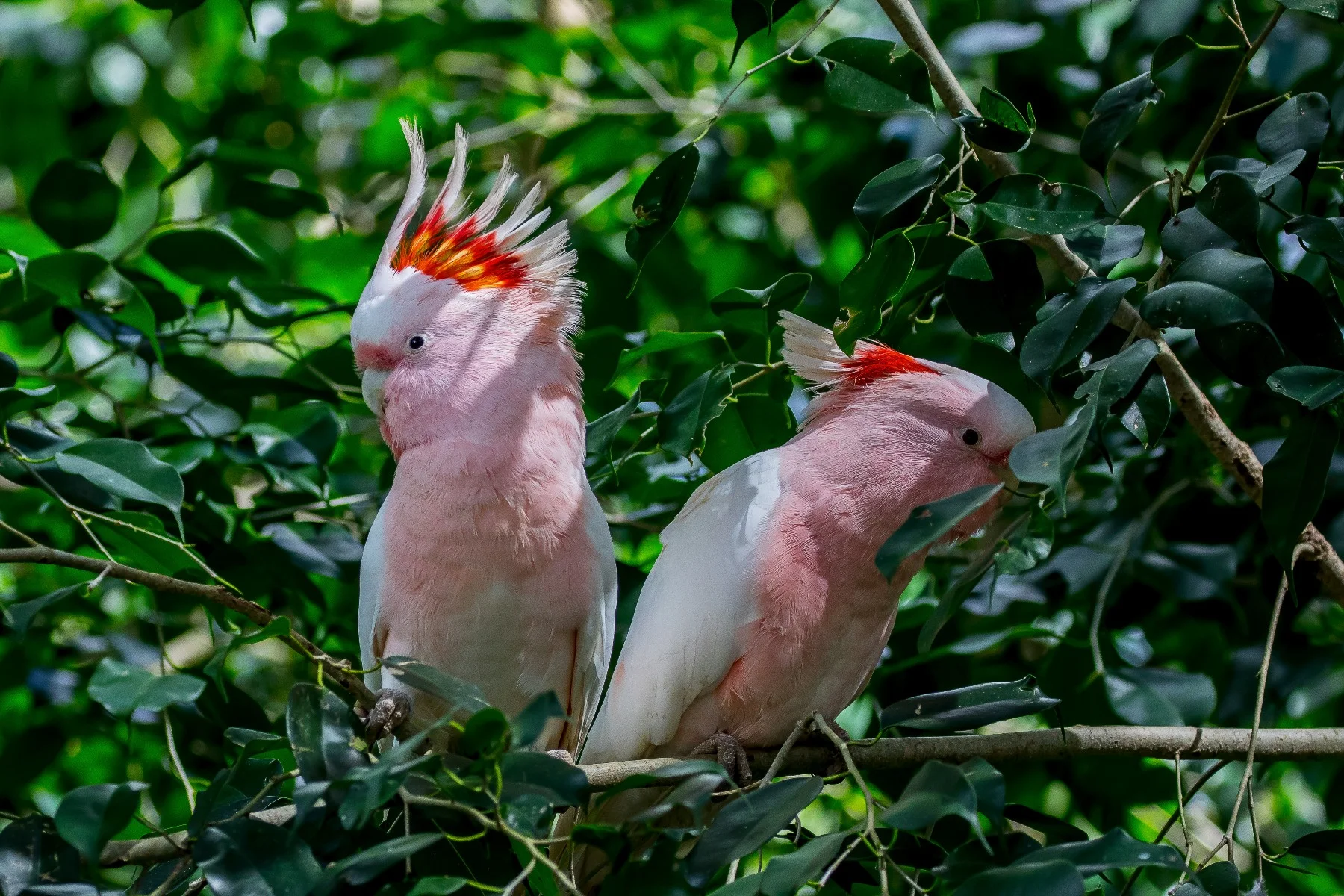 Kuranda Bird World,1715,-.JPG