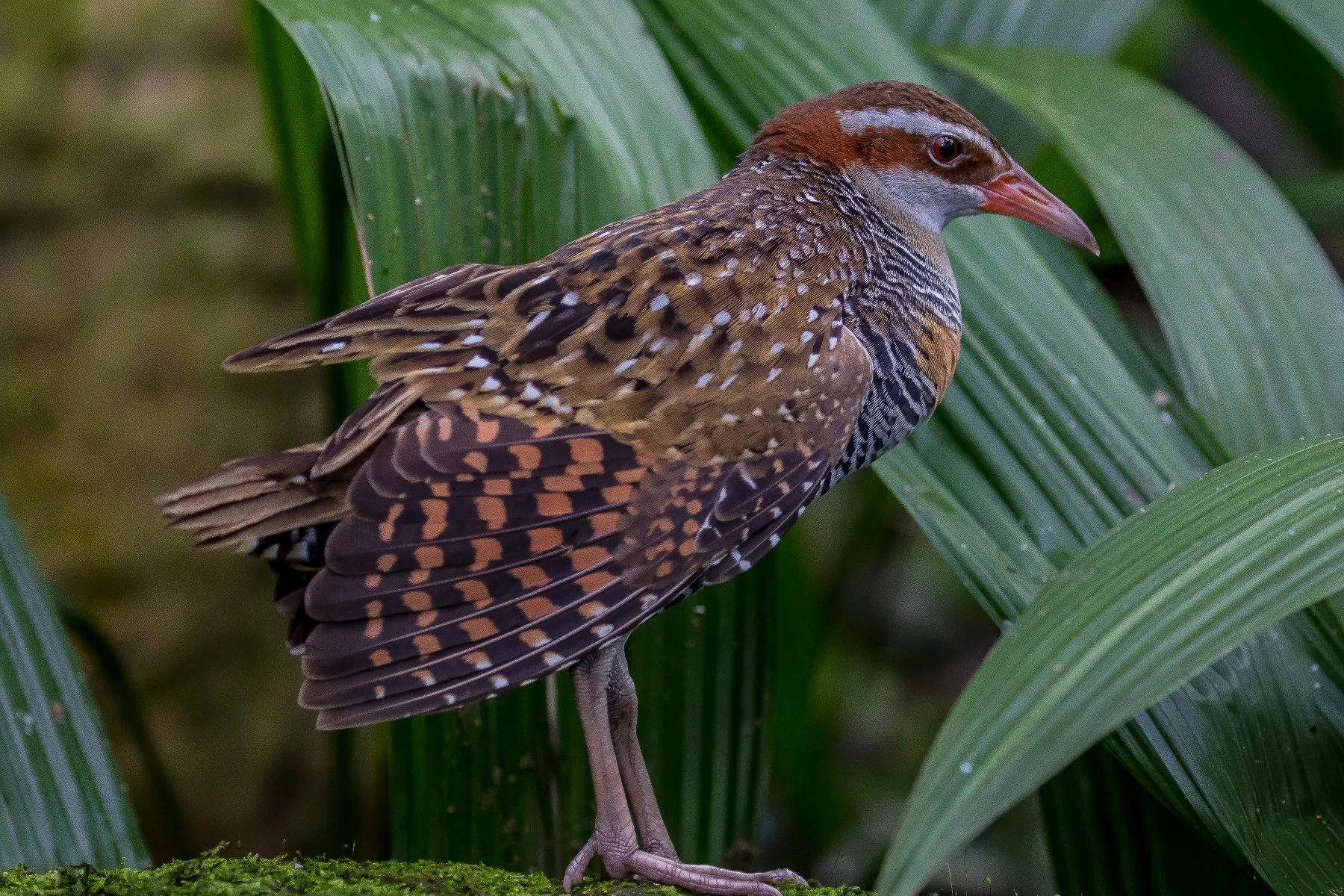 Kuranda Bird World,1728,-.JPG