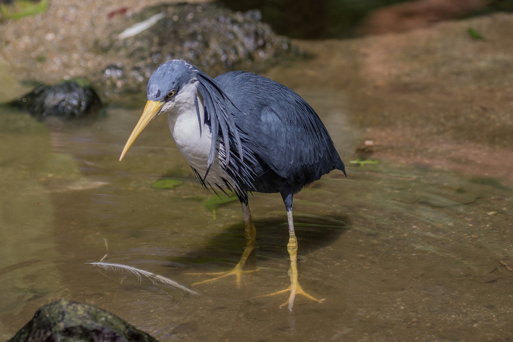 Kuranda Bird World,1753,-.JPG