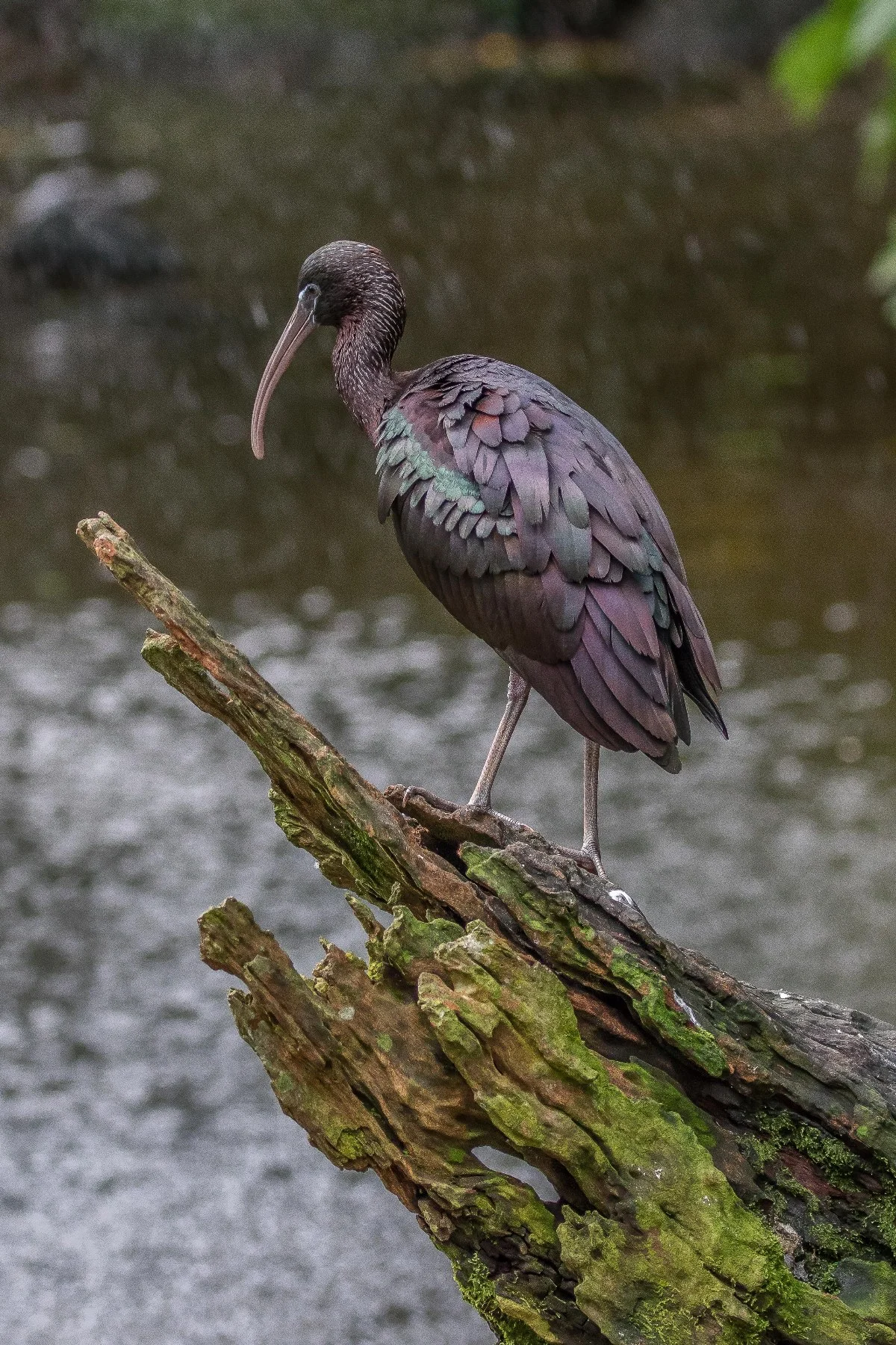 Kuranda Bird World,1773,-.JPG