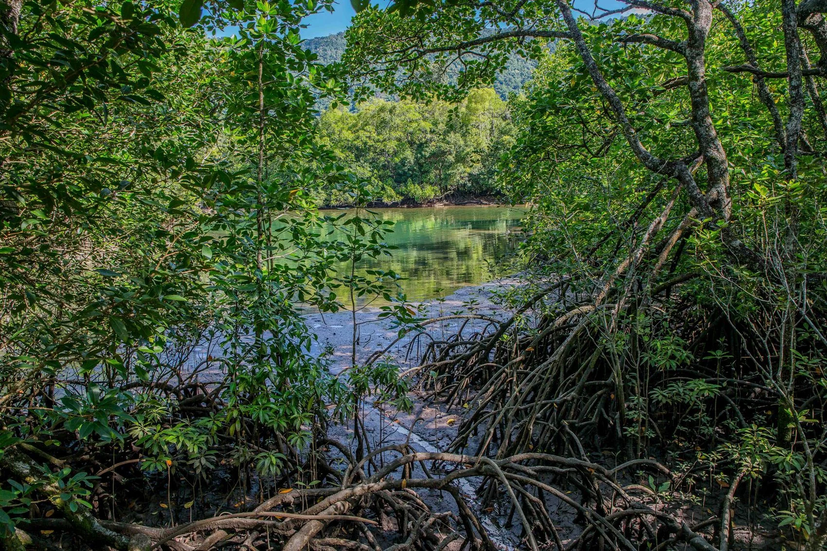 Marrdja Boardwalk,507,-.JPG