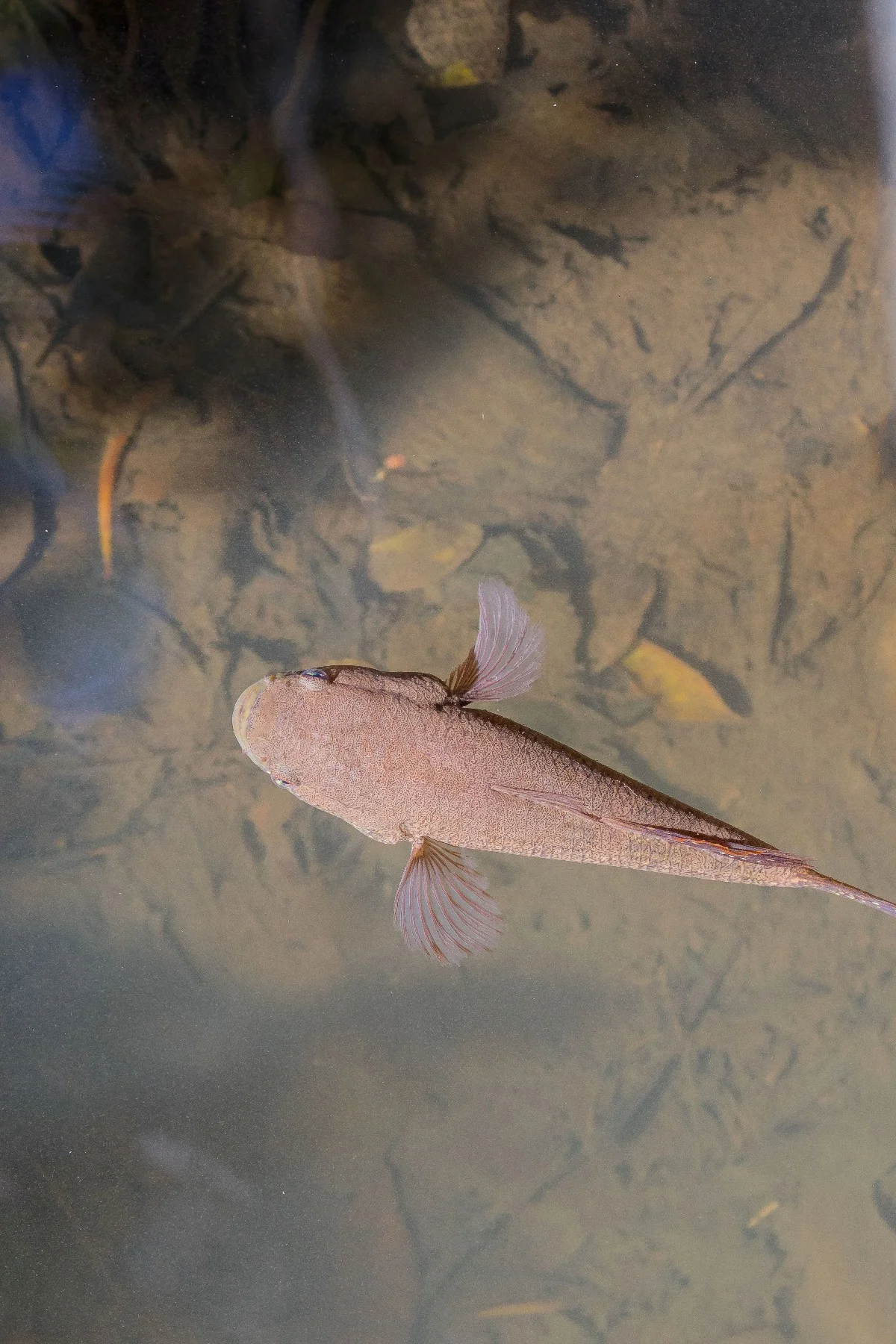 Marrdja Boardwalk,2157,-.JPG