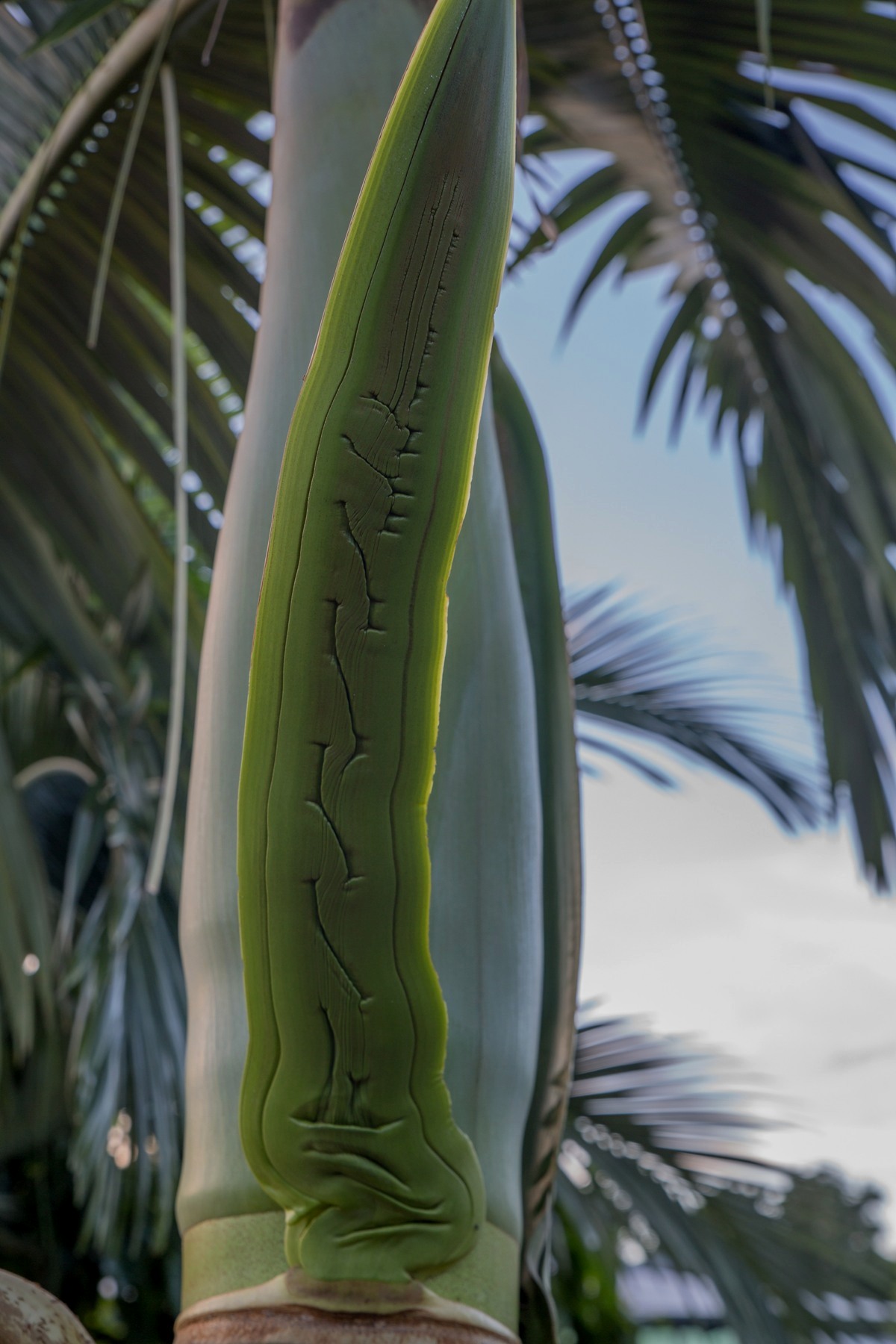 Mossman Gorge,397,-.JPG