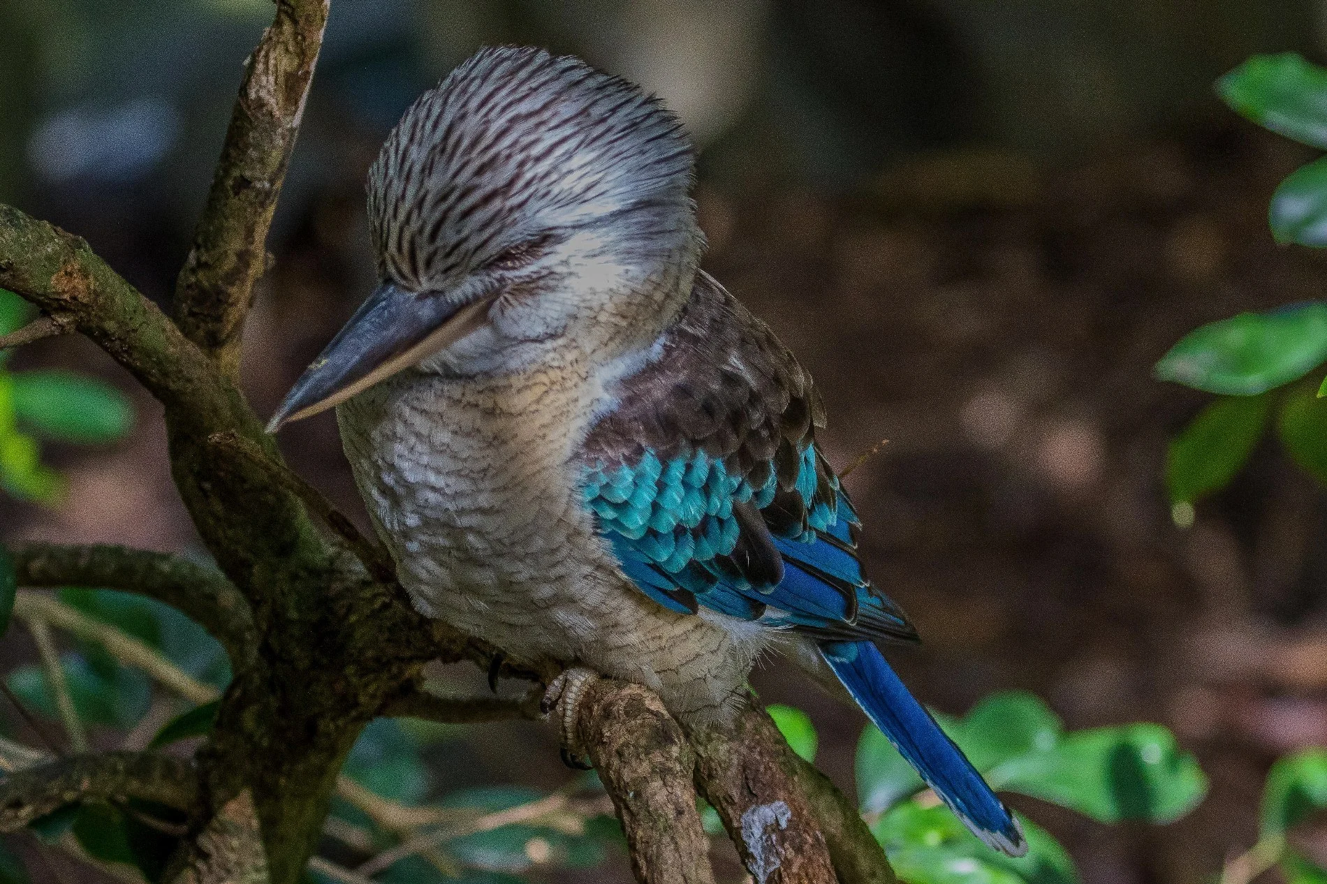 Port Douglas Wildlife Habitat,2273,-.JPG